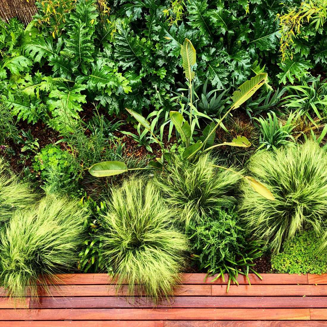 Végétation luxuriante dans le petit jardin d'une maison de ville à Marseille