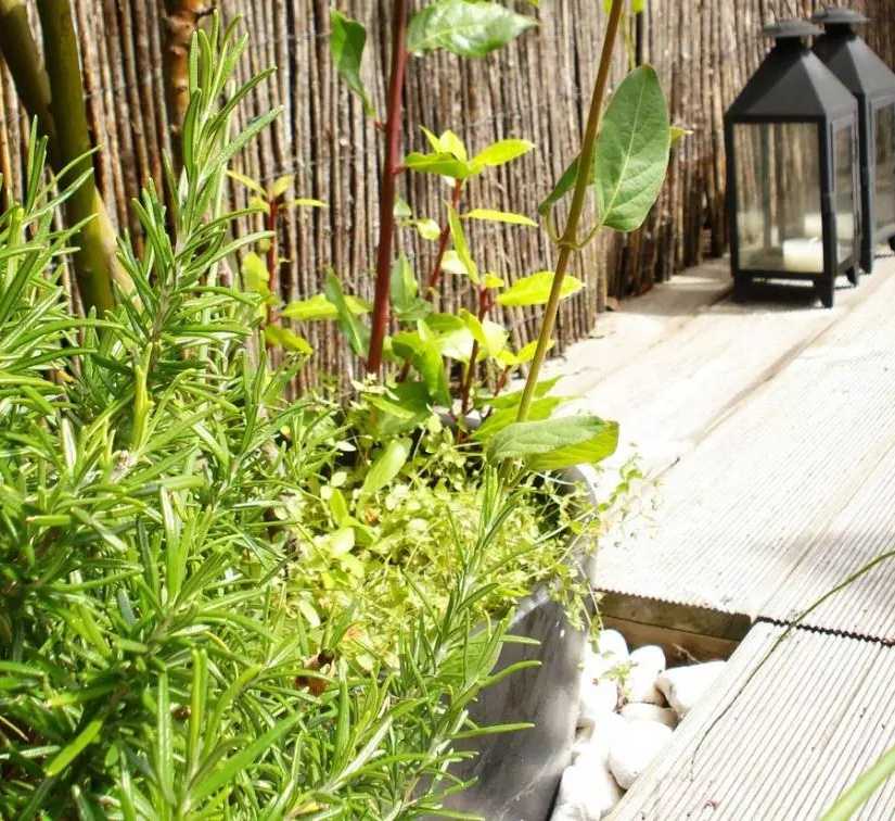 Végétalisation d'un toit-terrasse par un architece paysagiste dans les Bouches du Rhône