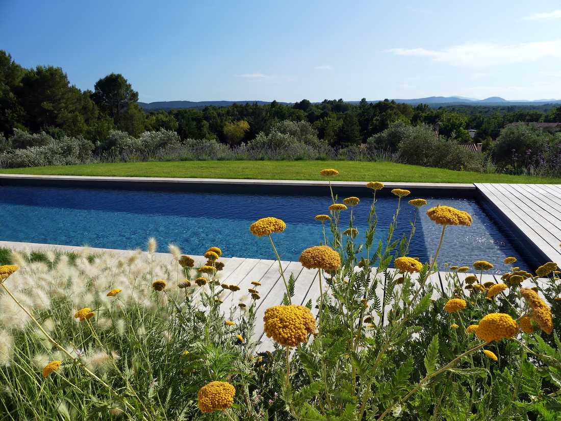 Une piscine rectangulaire au cœur de la nature - la piscine avec végétation environnate