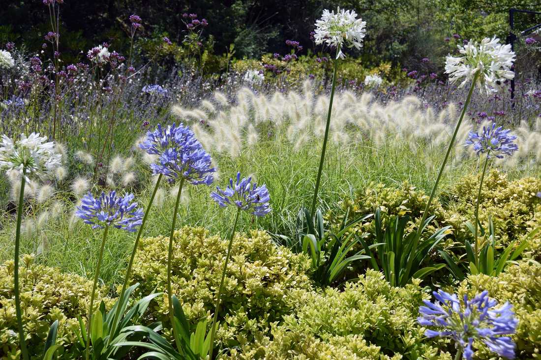 Fleurs et floraisons méditerrannéenes aménaagé par un concepteur paysagiste à Marseille